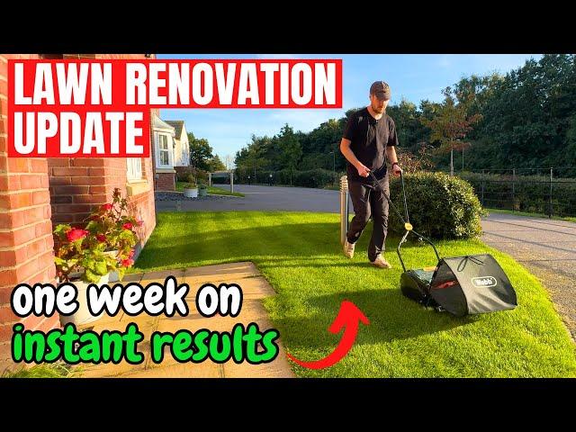 Lawn Renovation Update - What to expect after 1 week