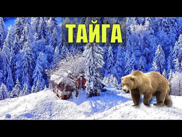 МЕДВЕДЬ и ДОМ ЛЕСНИКА СЛУЧАЙ в ТАЙГЕ КАК ЖИВУТ на СЕВЕРЕ ОТШЕЛЬНИК СУДЬБА ЧЕЛОВЕКА ЖИЗНЬ в ЛЕСУ