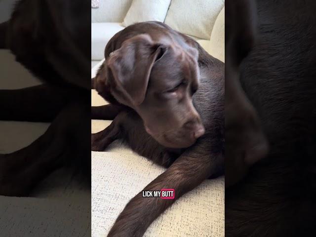 My dogs routine  #puppy #retreiver #dog #labrador #labradorretriever