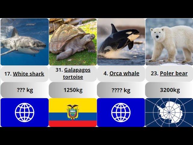 Heaviest animals in the world. Do you weigh more than her?