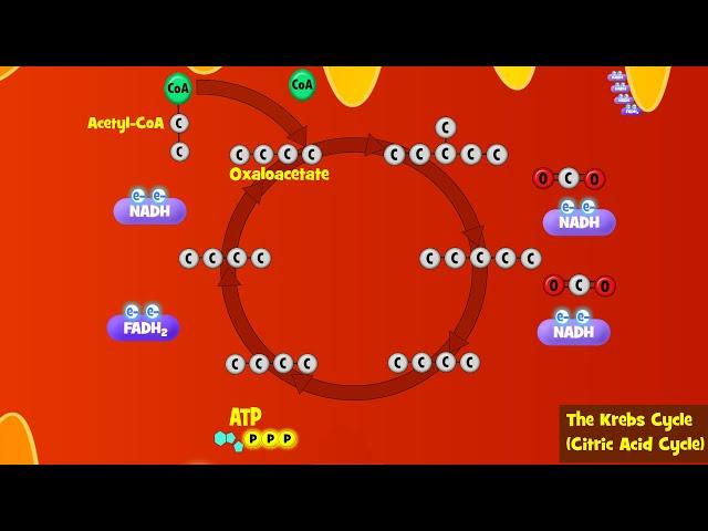 The Krebs Cycle Explained (Aerobic Respiration)