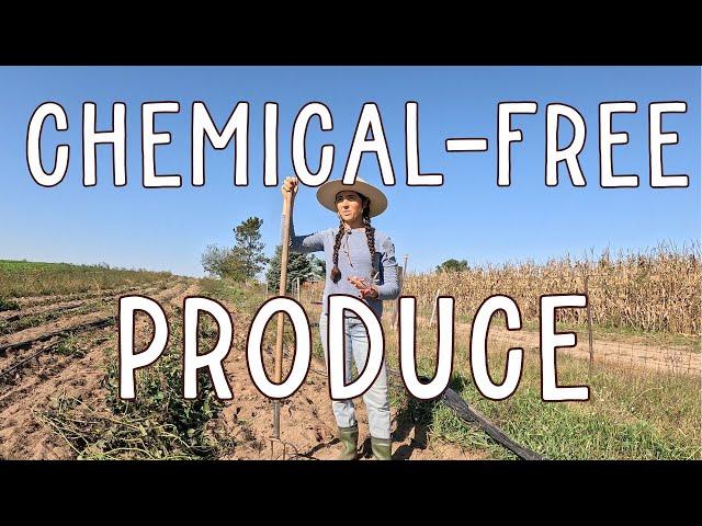 Farming Without Chemicals  Inside Our Regenerative Produce Farm Partner