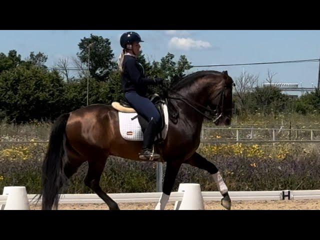 LECO | FANTASTIC PRE HORSE stallion schoolig PSG level | Pirofree & clean xrays | 6 years