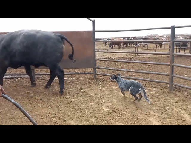 Australian cattle dog loading cattle on truck || Blue heeler || cattle dog ||working dog