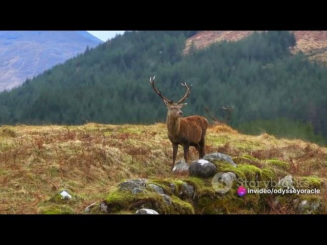 "Scotland Uncovered: Top 10 Must-Do Experiences | Explore the Best of the Highlands and Beyond!"