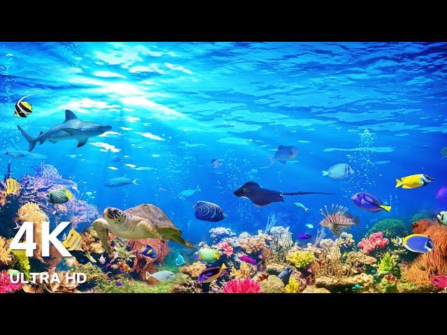 Ocean 4K ULTRA HD - Sea Animals for Relaxation & Calming Music