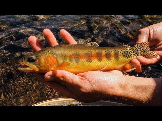 FLY FISHING FOR GOLDEN TROUT || Montana Alpine Wilderness || Excerpt from "Journey On"