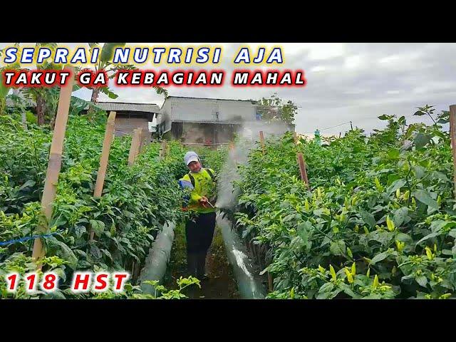 118  HST CABAI KALIBER - PENYEMPROTAN NUTRISI CABE BIAR CEPAT BERBUAH | PUPUK MKP DAN MEROKE SOP