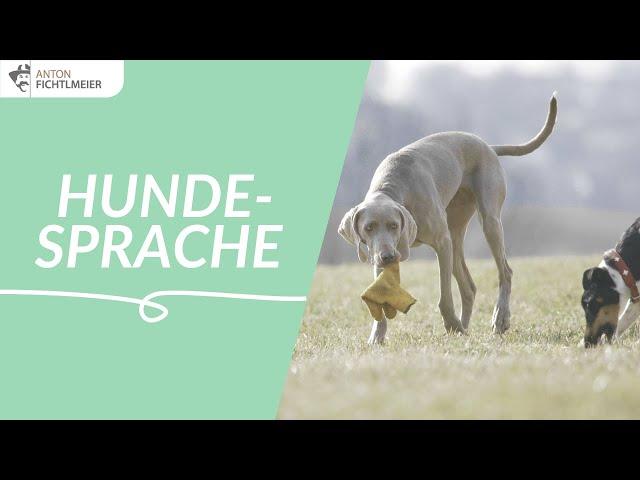 Einführung in die Hundesprache | Hundetraining nach Anton Fichtlmeier