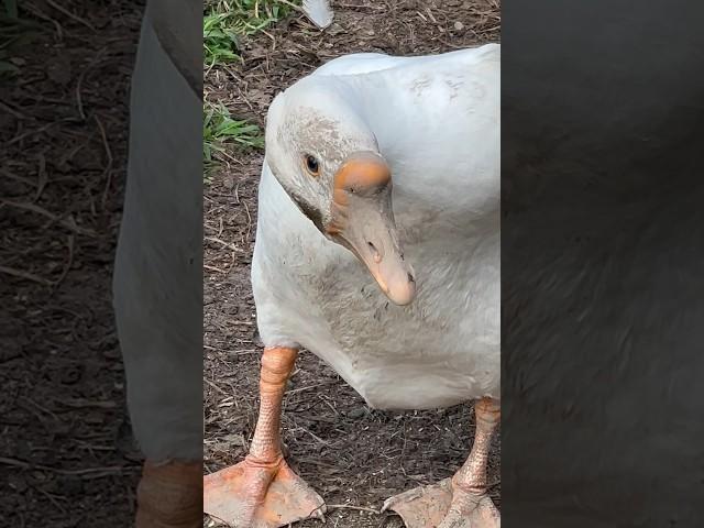 Benny says “mind your mud business” #geese #goose #funny #bennythegoose #purelychickens