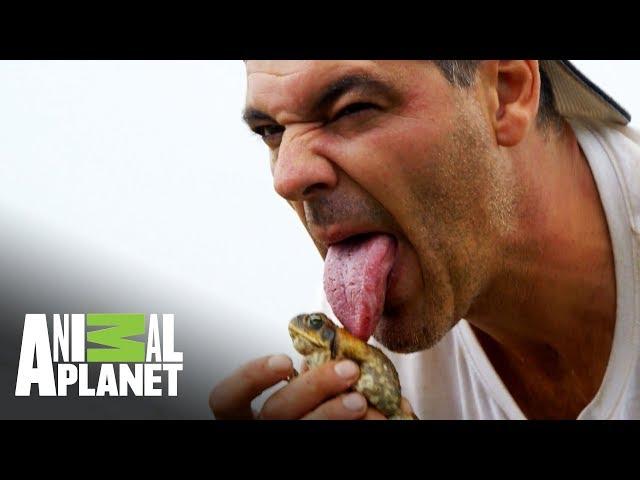 Los animales salvajes de Australia | Wild Frank: Tras la evolución de las especies | Animal Planet