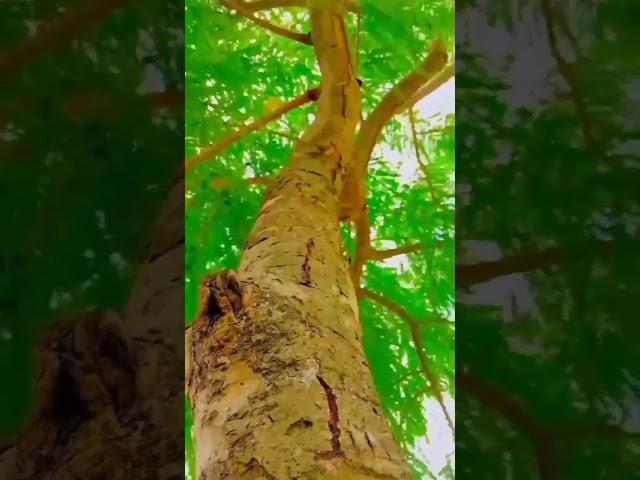 #Sujit Kumar official#Hara bhara ped#video