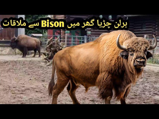 bison in berlin zoo #bison #zoo #animals #shami ki petbook