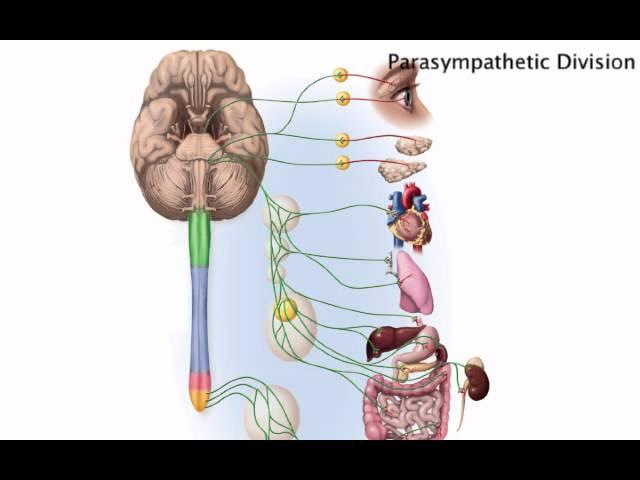 Chapter 15   Autonomic Anatomy   Parasympathetic