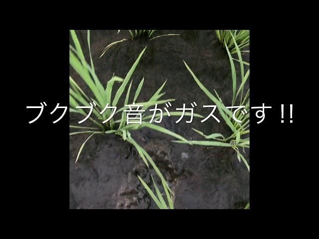 田んぼのガス抜き#稲屋の田舎チャンネル