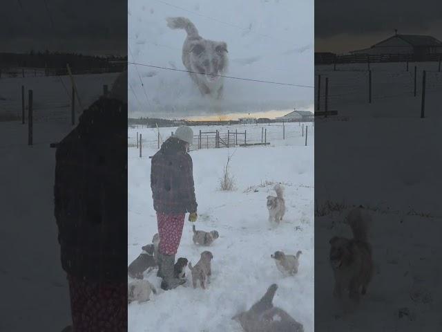 Kiwi the mini aussie playing fetch but her babies can't quite keep up ️#cutepuppy #snowfall