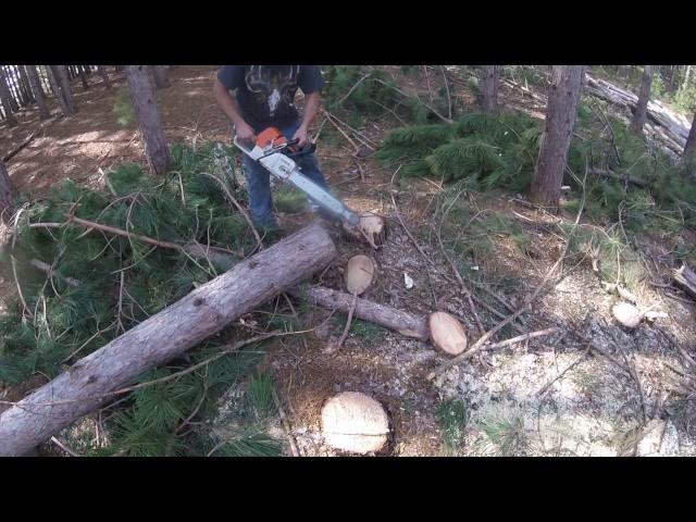 WHOSE FASTER  STIHL 038 SUPER VS STIHL MS460