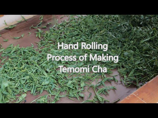 Green Tea: Japanese green tea hand rolling "Temomi Cha" in Sayama