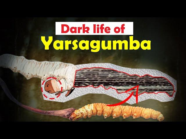 Dark story of Yarsagumba | Power of Yarsa | 10xt Nepal