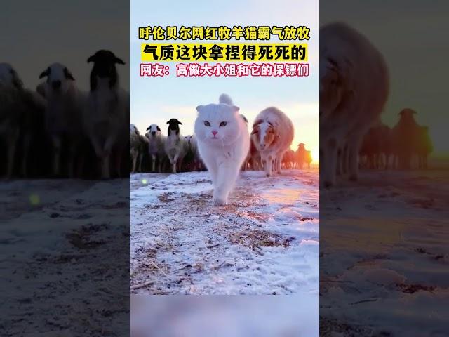 气质拿捏! 呼伦贝尔网红牧羊猫霸气放牧, 仿佛高傲大小姐和它的保镖们! #shorts