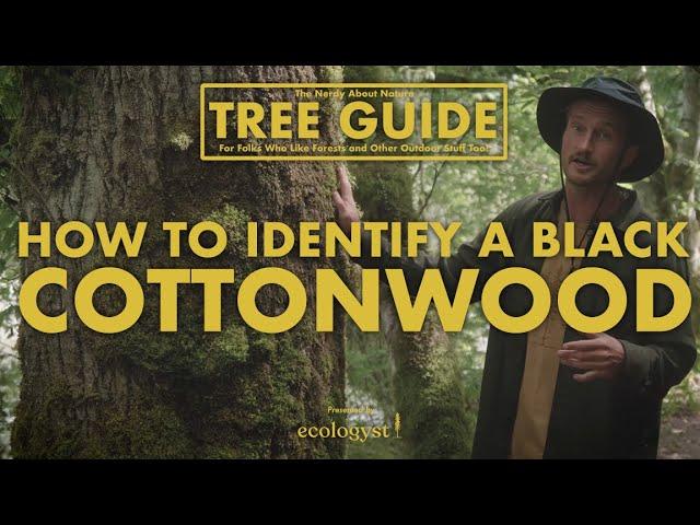 Black Cottonwood - How to Identify Them!  || Nerdy About Nature Tree Guide