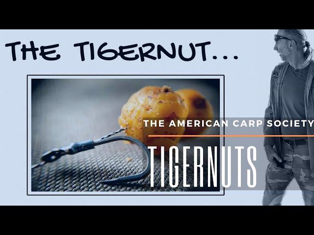 THE AMERICAN CARP SOCIETY - CARP BAIT  - What are tigernuts and how do they grow?