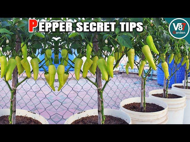 Easy Grow Pepper in Container From Seed to Harvest