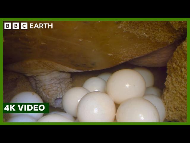 Turtle Mother Lays Hundreds of Eggs | 4K Video | A Perfect Planet | BBC Earth