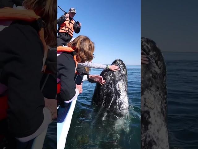 INCREDIBLE interaction with a gray whale! 