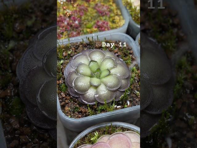 Day 11. 2025/3/20 Pinguicula Cyclosecta #plants#farmer #healing#relaxing#water #garden #succulent