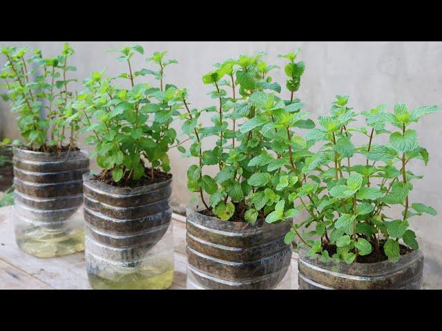 How to grow mint in plastic bottles with water at home