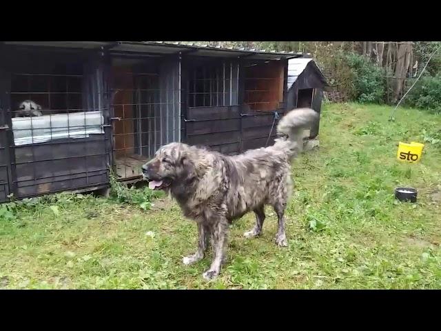 Illyrian Shepherd Tiger color 90kg muscle dog