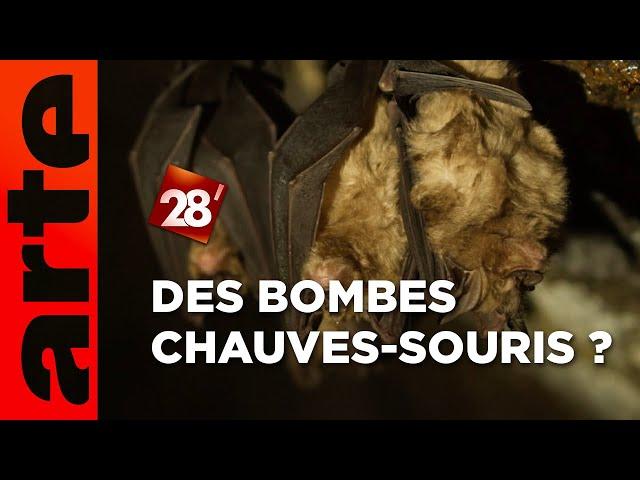 Intéressant : Peut-on attaquer un pays avec des chauves-souris ? | 28 minutes | ARTE