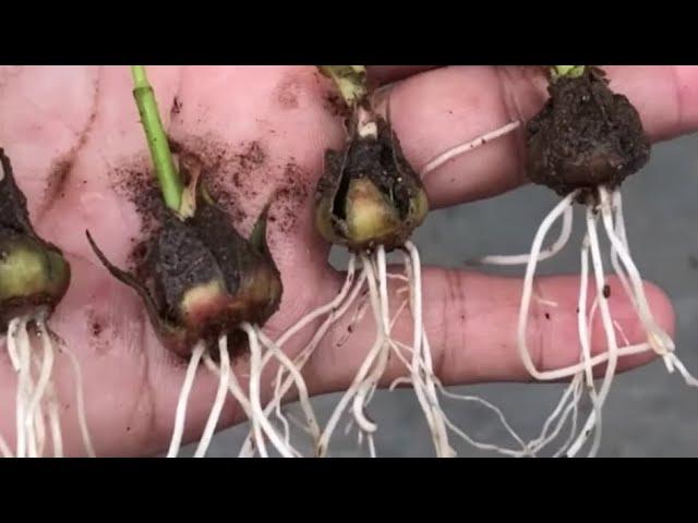 Как Укоренить Вырастить РОЗУ из Цветка /How to Root Grow a ROSE from a Flower