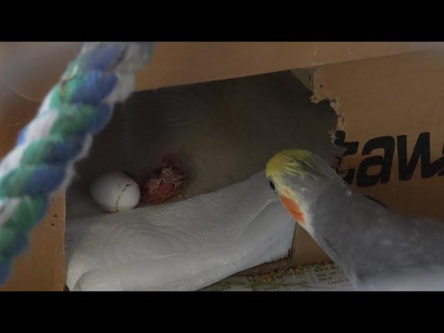 First #Cockatiel #Egg Hatched