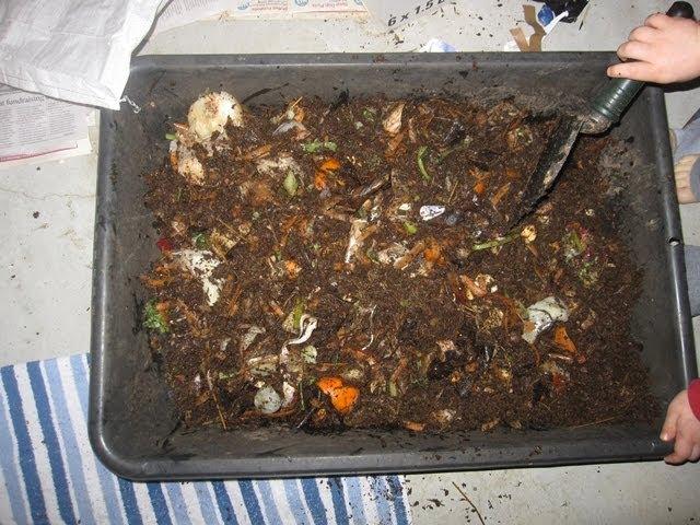 Vermicomposting at Home - Food Waste Optimization