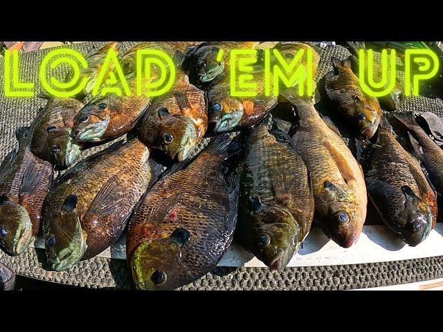 Easy way to catch bream - lots of Fish and tips