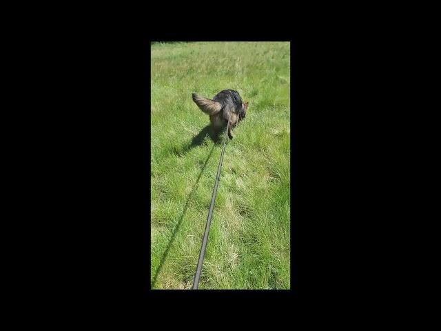 Fährtenarbeit "Fussel of Wolfcubs" Deutscher Schäferhund, Langstockhaar 12 Monate