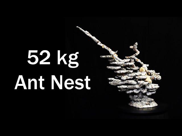 52 kg!! Giant Brown Bull Ant Nest - Aluminium Casting 2015