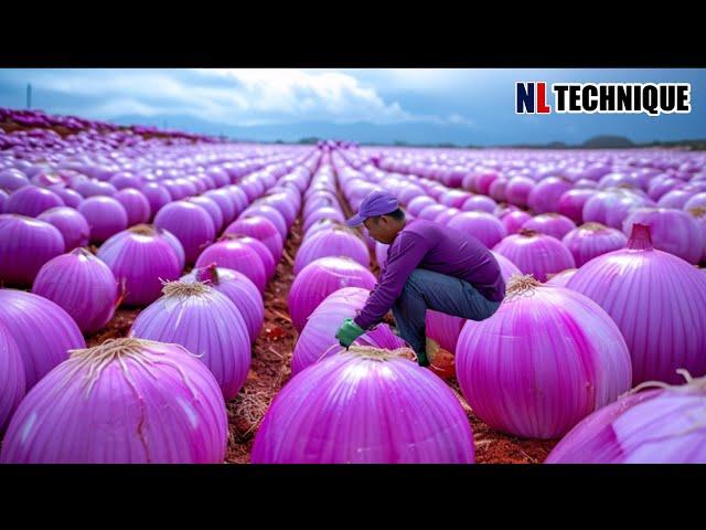 Modern Onion Farming Technology How to Process TONS of Onions in Factory