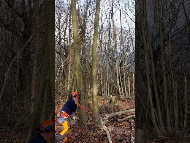 Tree Falling, using a Felling Lever