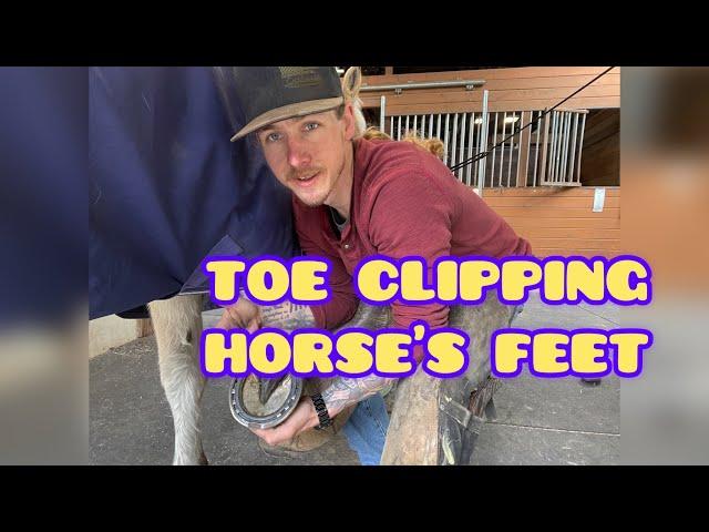 Toe Clipping Horse's Front Feet- Hoof Restoration