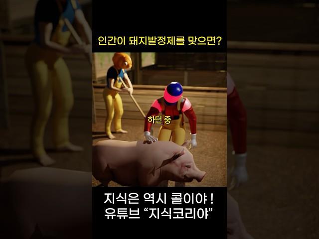 인간이 돼지 00제를 맞으면…