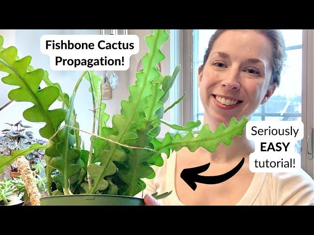 How to propagate the fishbone cactus  A NO-FAIL guide! ⭐️