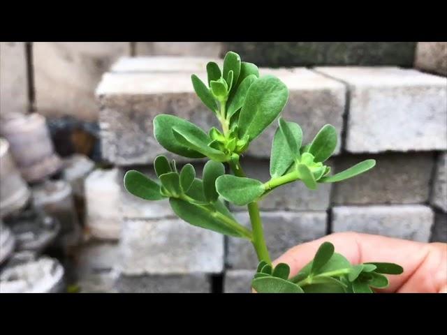 Museum From Home with Gaye Chan "Eat Purslane, It's Everywhere"