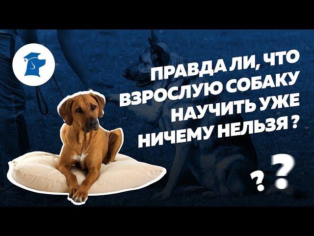 Дрессировка взрослой собаки. Можно ли научить взрослую собаку командам?