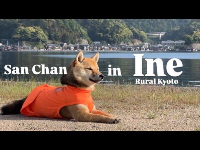 1 Day trip turned into a Week!? Ine City Adventure with Shiba! #146