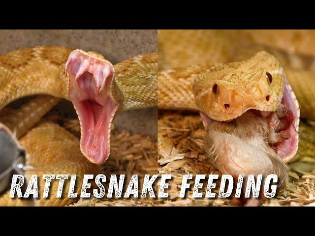 Feeding Western Diamondback Rattlesnakes | Wildlife Command Center
