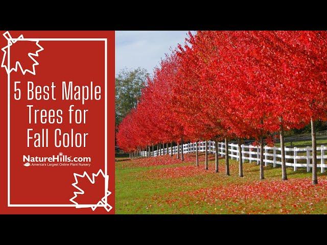 5 Best Maple Trees for Fall Color | NatureHills.com