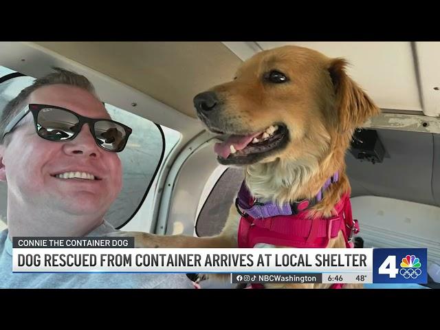 Dog rescued from container arrives at local shelter | NBC4 Washington